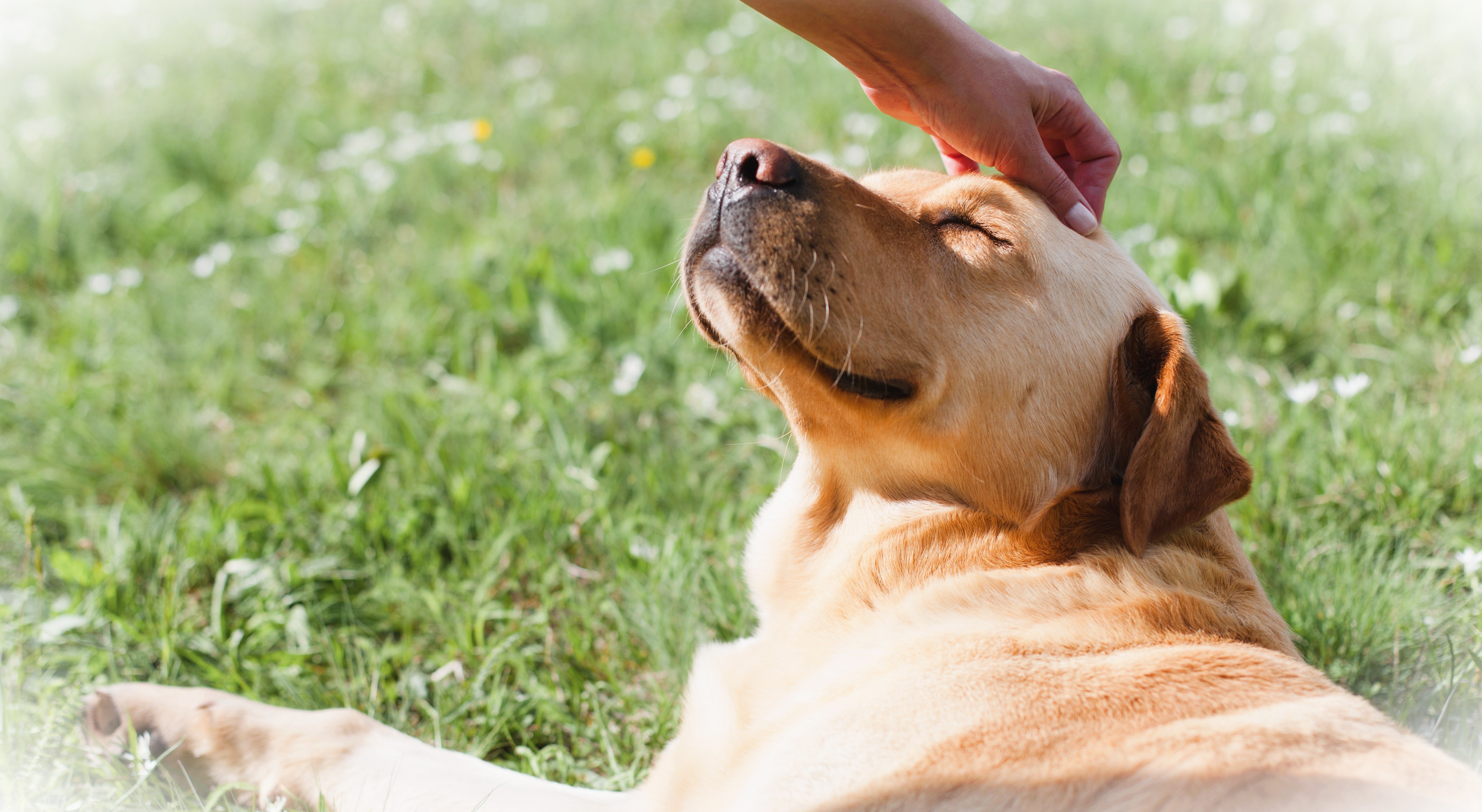 亡き愛犬との再会を願うあなたへ